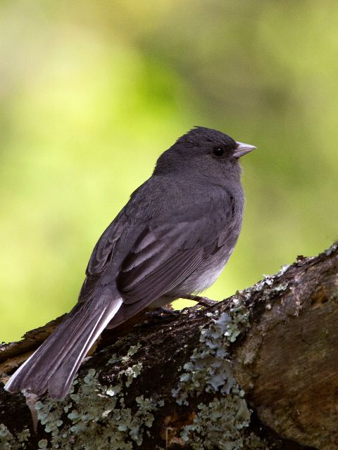 Dark-eyed Junco, Lewis Fork Overlook, Blue Ridge Parkway